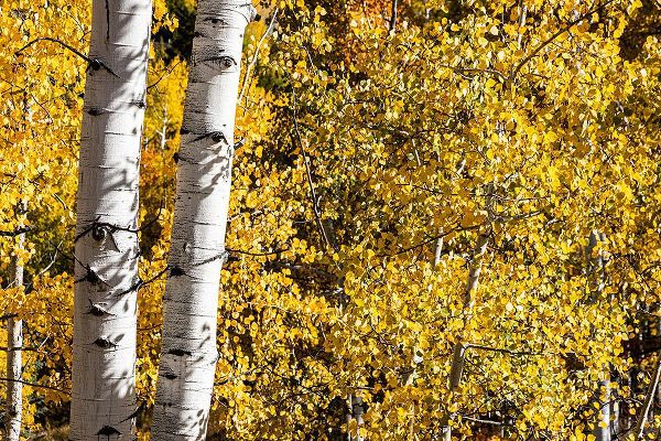 Ostrowitz, Mallorie 아티스트의 Aspen trees in autumn작품입니다.
